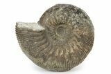 Jurassic Ammonite (Kepplerites) Fossil - Gloucestershire, England #243475-1